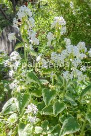 Image result for Lunaria annua