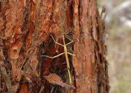 Attēlu rezultāti vaicājumam “Didymium verrucisporum stalked”