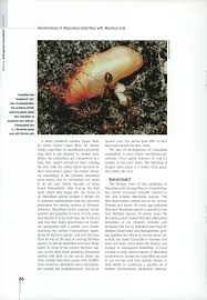 Attēlu rezultāti vaicājumam “Maculinea teleius underside”