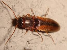 Attēlu rezultāti vaicājumam “Dalopius marginatus”