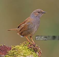 Attēlu rezultāti vaicājumam “Prunella modularis”