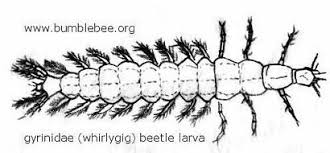 Attēlu rezultāti vaicājumam “Gyrinidae”