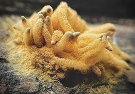 Attēlu rezultāti vaicājumam “Heterotrichia obvelata (syn. Arcyria obvelata) spores”