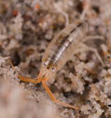 Attēlu rezultāti vaicājumam “Talitrus saltator”