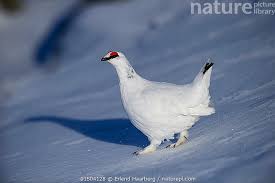 Image result for Lagopus muta