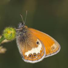 Attēlu rezultāti vaicājumam “Coenonympha arcania”