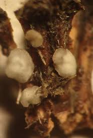 Attēlu rezultāti vaicājumam “Mollisia amenticola”