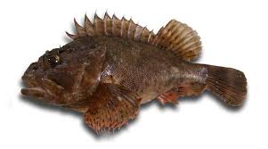 Image result for Scorpaena porcus