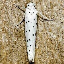 Attēlu rezultāti vaicājumam “Yponomeuta malinellus / cagnagella”