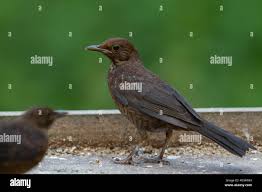 Attēlu rezultāti vaicājumam “Turdus merula juvenile”