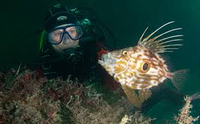 Image result for Richmond Sub-Aqua Club