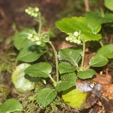 Attēlu rezultāti vaicājumam “Orthilia secunda bud”