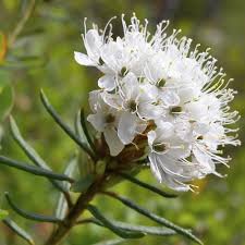 Attēlu rezultāti vaicājumam “Ledum palustre flower”