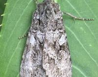 Attēlu rezultāti vaicājumam “Eurois occulta”