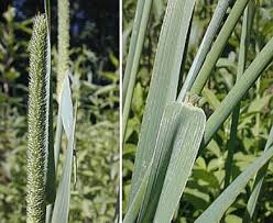Attēlu rezultāti vaicājumam “Phleum pratense”