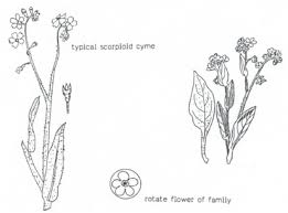 Attēlu rezultāti vaicājumam “Boraginaceae”
