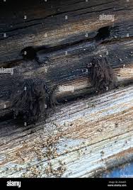 Attēlu rezultāti vaicājumam “Stemonitidaceae”