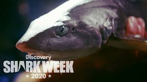 Image result for Scylliogaleus quecketti