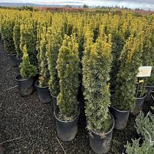 Attēlu rezultāti vaicājumam “Taxus”