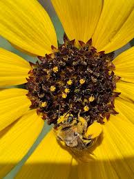 Attēlu rezultāti vaicājumam “Helianthus annuus flower”