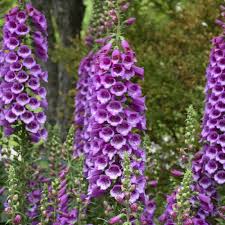 Attēlu rezultāti vaicājumam “Digitalis purpurea”