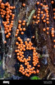 Attēlu rezultāti vaicājumam “Physarum bivalve young”