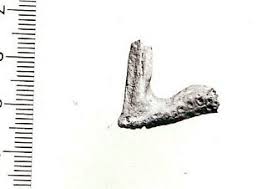 Image result for Stenotomus chrysops