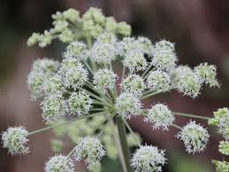 Attēlu rezultāti vaicājumam “Angelica archangelica”