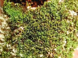 Attēlu rezultāti vaicājumam “Gyroweisia tenuis”