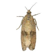 Attēlu rezultāti vaicājumam “Celypha striana”