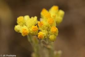 Attēlu rezultāti vaicājumam “Helichrysum arenarium”