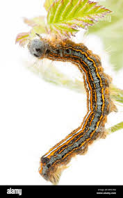 Attēlu rezultāti vaicājumam “Malacosoma neustria larva”