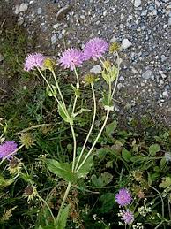 Image result for Knautia dipsacifolia