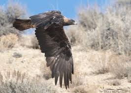 Attēlu rezultāti vaicājumam “Aquila chrysaetos adult”