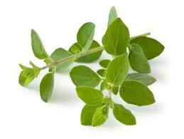 Image result for Oregano