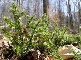 Attēlu rezultāti vaicājumam “Lycopodium clavatum”