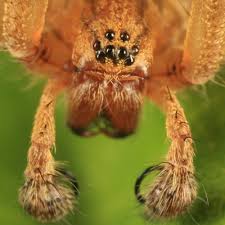 Attēlu rezultāti vaicājumam “Agelenidae”