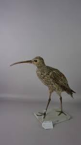 Image result for Numenius tenuirostris