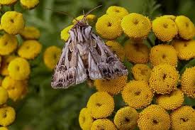 Attēlu rezultāti vaicājumam “Agrotis vestigialis”