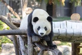 Image result for pandas