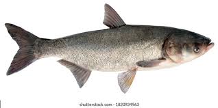 Image result for Hypophthalmichthys molitrix