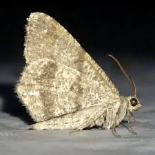 Attēlu rezultāti vaicājumam “Macaria signaria”