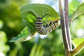 Image result for monarch caterpillar