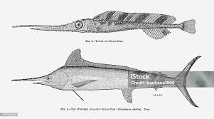 Image result for Xiphias gladius