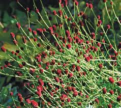 Attēlu rezultāti vaicājumam “Sanguisorba officinalis leaf”
