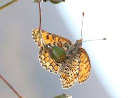 Attēlu rezultāti vaicājumam “Melitaea phoebe underside”