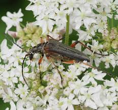 Attēlu rezultāti vaicājumam “Stenocorus meridianus”
