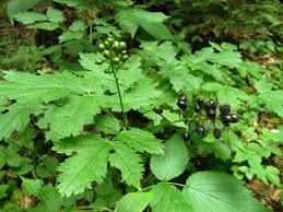 Attēlu rezultāti vaicājumam “Actaea spicata leaf”
