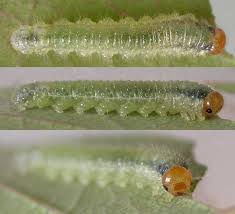 Attēlu rezultāti vaicājumam “Schizotus pectinicornis larva”