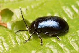 Attēlu rezultāti vaicājumam “Agelastica alni”